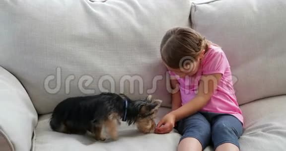 可爱的小女孩在玩约克郡小狗视频的预览图