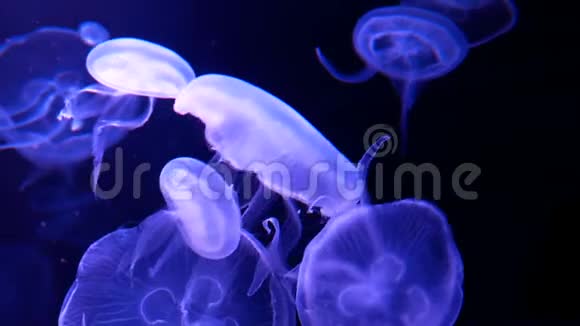 4K一组荧光水母在水族馆游泳池游泳透明水母水下镜头发光的美杜莎移动视频的预览图