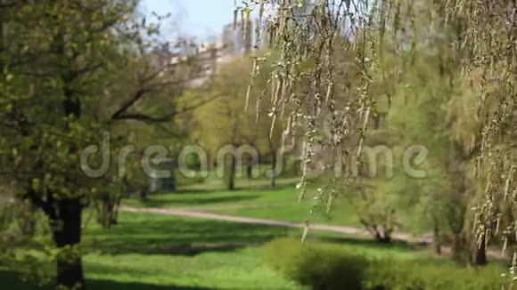城市公园里的春天视频的预览图