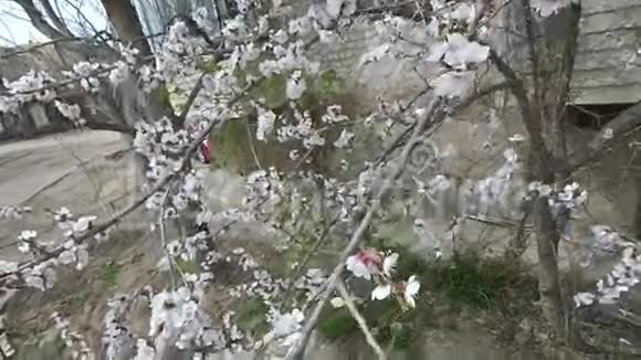 在樱花上飞翔的蜜蜂视频的预览图