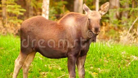 野生麋鹿牛犊野生动物阿拉斯加沼泽绿地视频的预览图