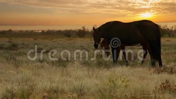 红颜色的母马在傍晚的阳光下用幼发的草来放牧视频的预览图