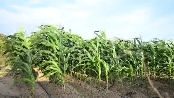 玉米种植园叶片随风运动视频的预览图