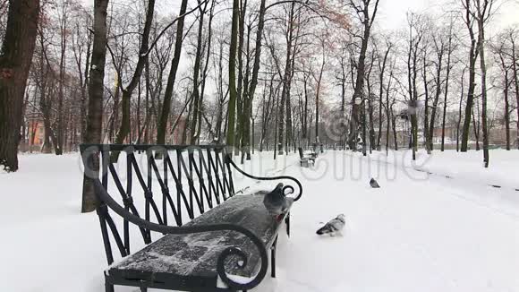 一个冬天公园里的小巷子里的座位和鸽子视频的预览图