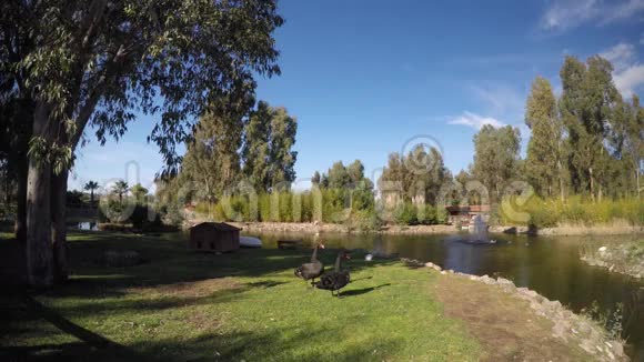 大自然中湖边的黑天鹅和鸟视频的预览图