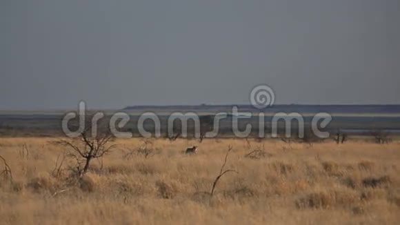 在大草原上行走的雌性狮子视频的预览图