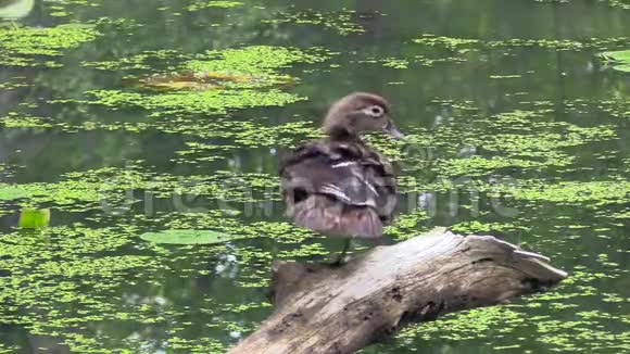 池塘里的雌性木鸭视频的预览图