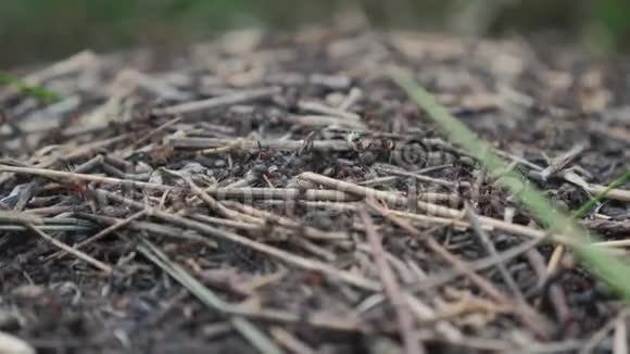 森林生活方式中的团队合作概念蚁丘森林里有蚂蚁的大蚁丘视频的预览图