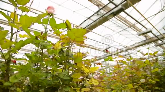 温室里盛开的玫瑰视频的预览图