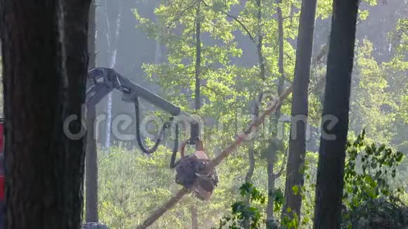 密林中的森林收割机伐木机的工作视频的预览图