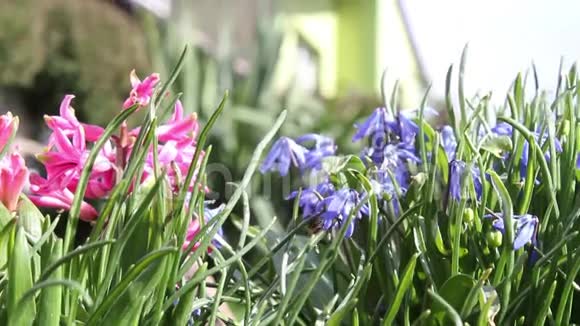 美丽的蓝色春花在风中和蜜蜂镜头视频的预览图