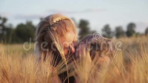 在玉米地日落时和英国猫在一起的女孩视频的预览图