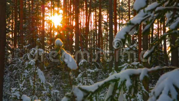 阳光在美丽的冬雪森林里视频的预览图