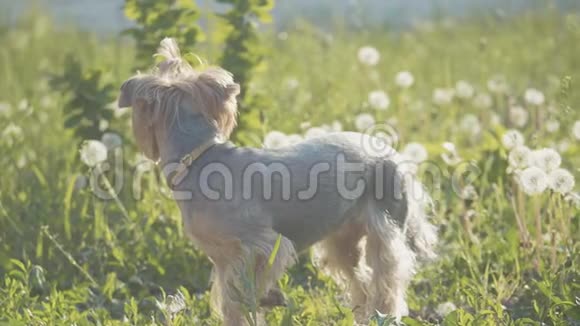 狗约克郡猎犬在草地上散步嗅着蒲公英的慢动作视频慢生活方式视频视频的预览图