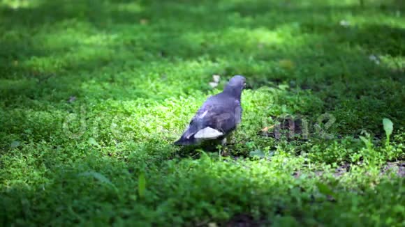 鸽子在草地上散步吃一些草视频的预览图
