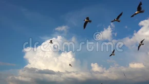 一群海鸥在美丽的多云天空中飞翔慢动作捕捉飞行中的食物视频的预览图