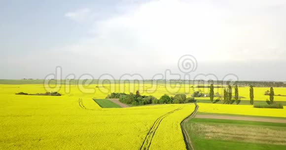 一望无际的油菜花田边的鸟瞰领域黄色的油菜地蓝天阳光明媚视频的预览图