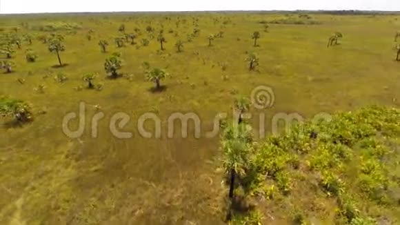 空中自然田棕榈树视频的预览图