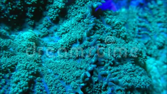 蘑菇珊瑚在水下视频的预览图