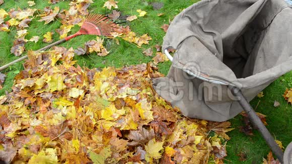 特写女手手套装树叶袋秋天的作品视频的预览图