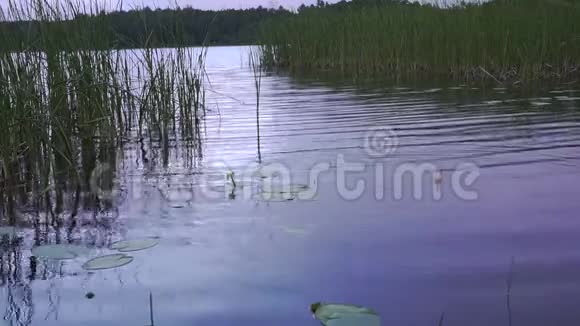 钓鱼漂浮在湖里视频的预览图