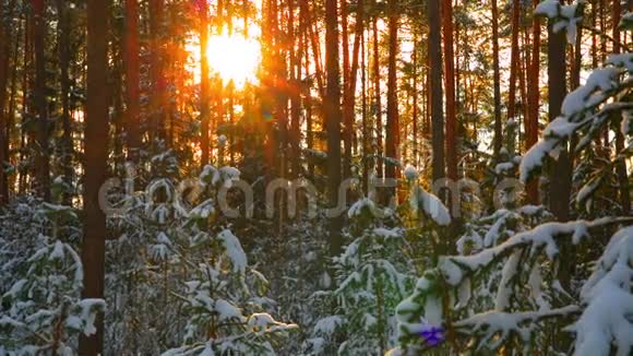 阳光在美丽的冬雪森林里视频的预览图
