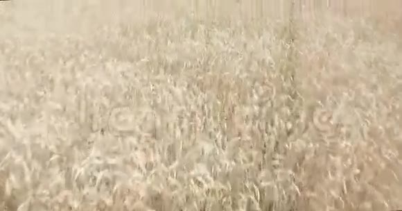 黄金麦田的鸟瞰图视频的预览图