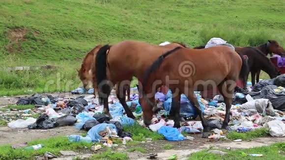 马在垃圾堆里吃家居垃圾视频的预览图
