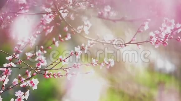 春天花园树枝上美丽的粉色朵朵桃花手持相机选择性聚焦视频的预览图