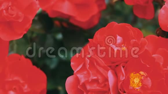 在夏季公园的近景中美丽茂盛的粉红色玫瑰视频的预览图