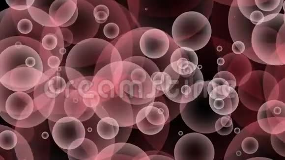 粉红红色勃艮第灰色无缝上升气泡漂浮和缓慢移动循环粒子气泡动画黑色背景视频的预览图