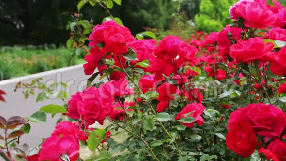 在夏季公园的近景中美丽茂盛的粉红色玫瑰视频的预览图