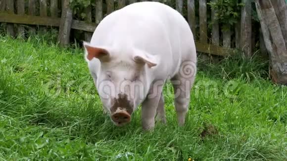 奥地利山区绿色草甸上的粉红色猪圈和燕麦视频的预览图