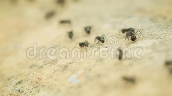 正在运动的木蚁靠近泰国视频的预览图