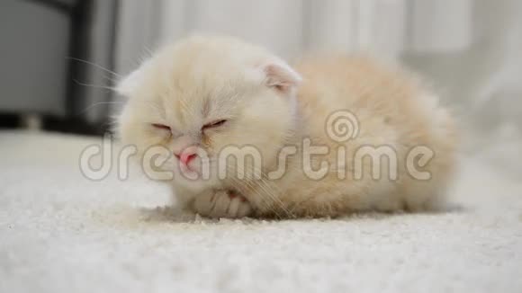 姜小猫睡在地毯上视频的预览图