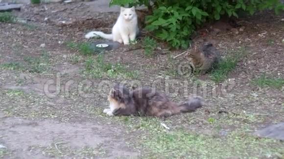 三个肮脏的街头猫户外视频视频的预览图