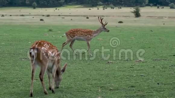 自然界中的斑点鹿鹿嚼绿草视频的预览图