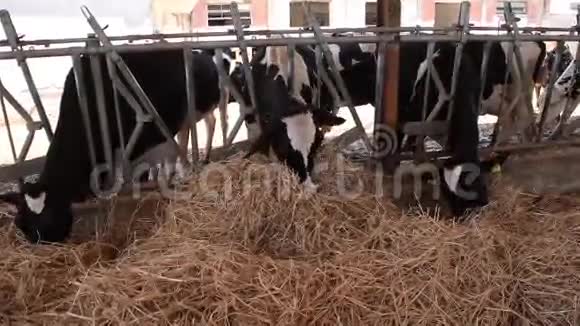 牛在牛棚里吃草视频的预览图