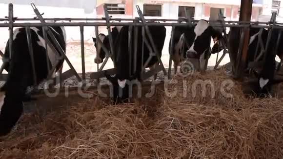 牛在牛棚里吃草视频的预览图