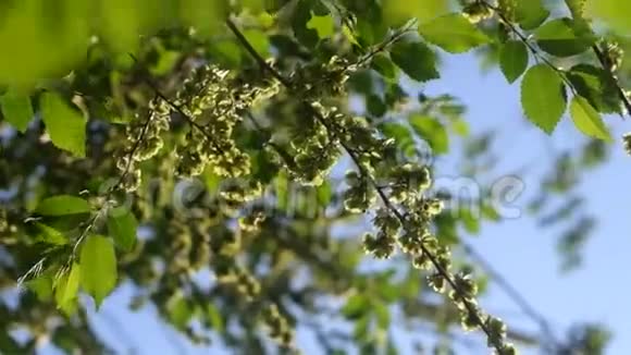 绿色的榆树种子覆盖着对天空的树枝视频的预览图