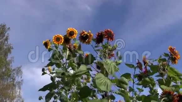 向日葵在风和天上成群视频的预览图