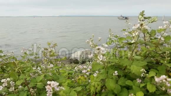 黑莓布什花弗雷泽河视频的预览图