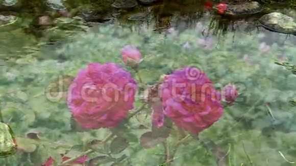 红玫瑰盛开在清澈的水中绽放视频的预览图