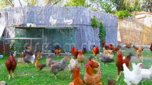 有机养鸡场家养鸡场绿草地视频的预览图
