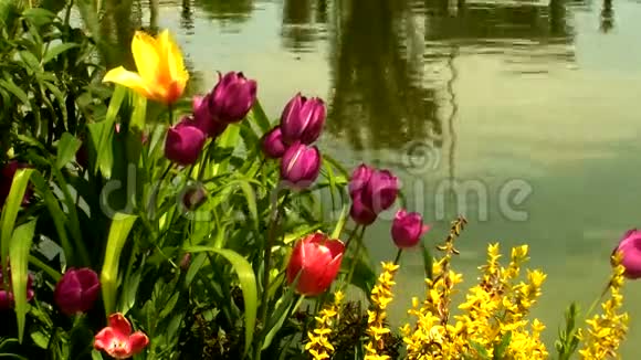 花园里美丽的郁金香视频的预览图