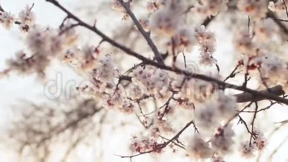 日落时盛开的树春天公园的一棵树上开着白花春天花园视频的预览图