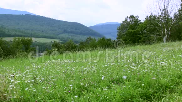 山的背景上有鲜花的田野视频的预览图