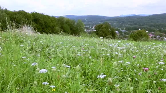 山的背景上有鲜花的田野视频的预览图