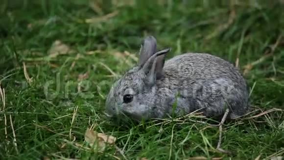 小灰兔嗅嗅和吃草视频的预览图