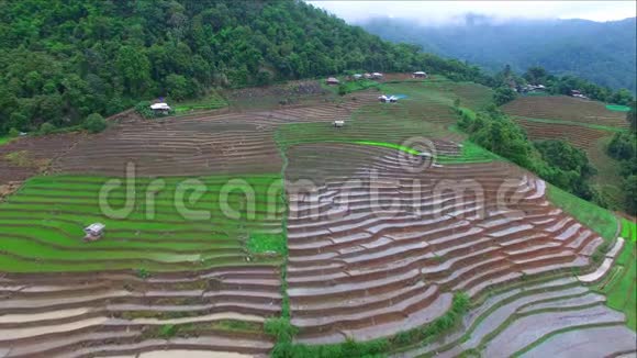 泰国清迈梅柴姆潘培坑梯田稻田视频的预览图